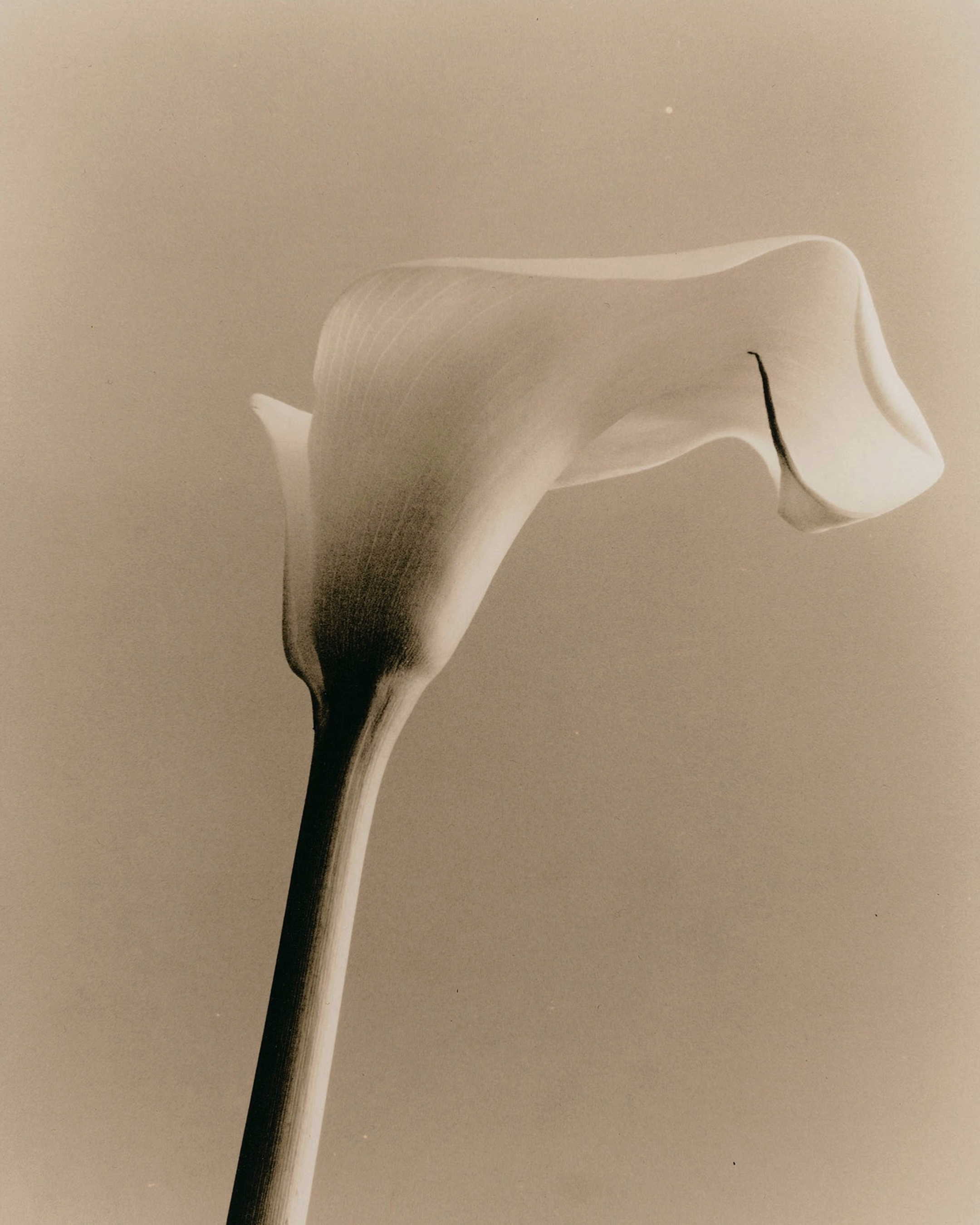 Sepia-toned photograph of a calla lily against a matching background